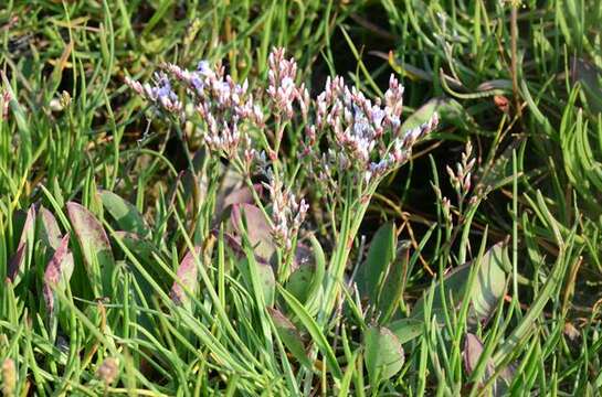 Image of Limonium humile Miller