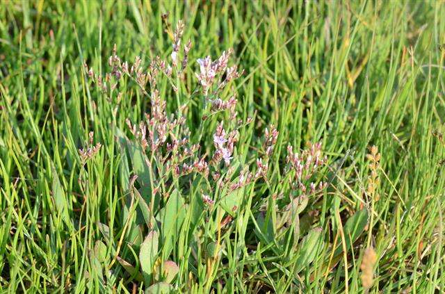 Image of Limonium humile Miller