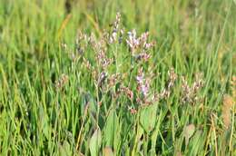 Image of Limonium humile Miller