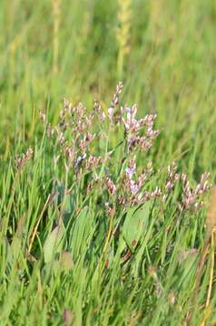 Image of Limonium humile Miller