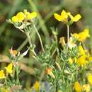 Image of Wild Alfalfa