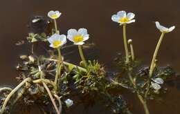 Слика од Ranunculus peltatus Schrank