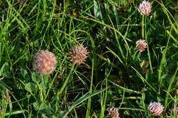 Image of strawberry clover