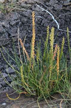 Image of arrow-grass family