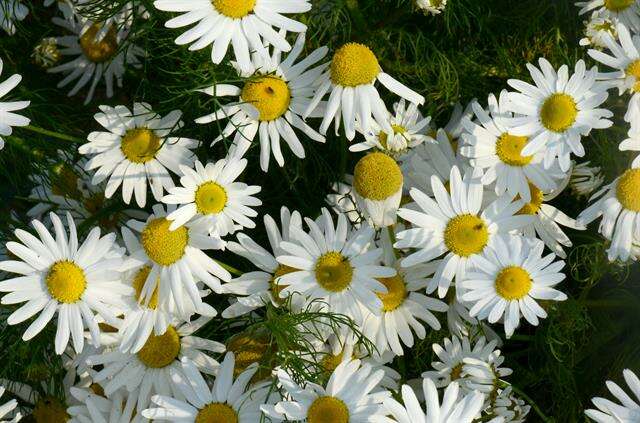 Image of mayweed