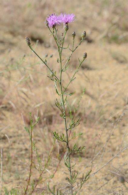 Image of spotted knapweed