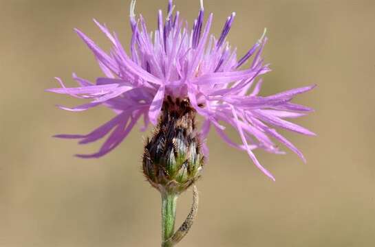 Centaurea stoebe L. resmi