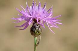 Image of spotted knapweed