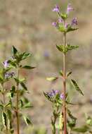 Image of hempnettle