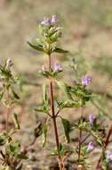 Image of hempnettle