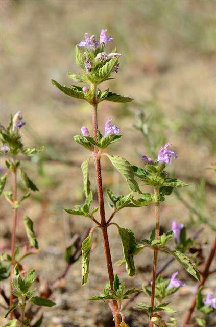 Image of hempnettle