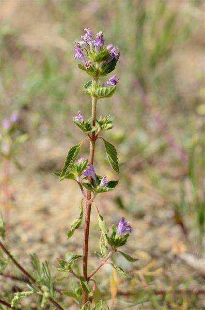 Image of hempnettle