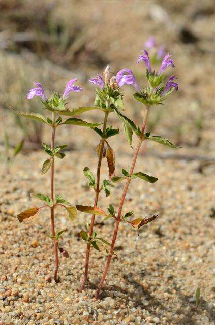 Image of hempnettle