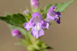 Image of hempnettle