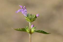 Image of hempnettle