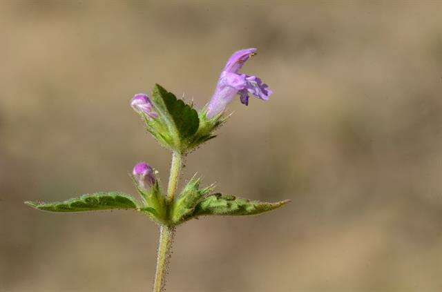 Image of hempnettle