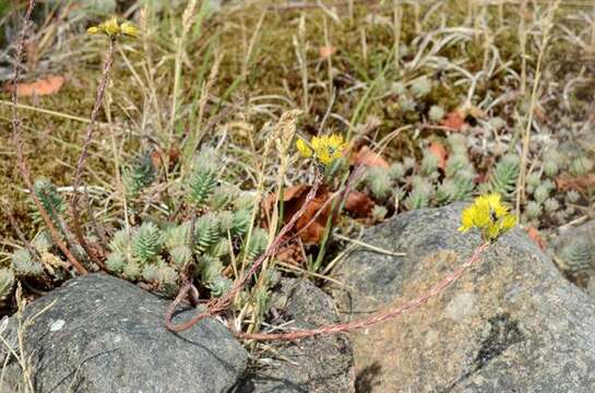 Image of <i>Sedum rupestre</i>