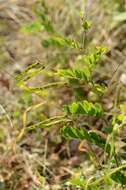 Lathyrus niger (L.) Bernh. resmi