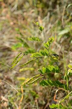 Image of Black Pea