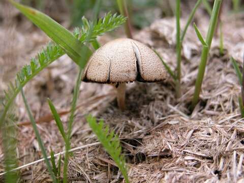 Image de Protostropharia