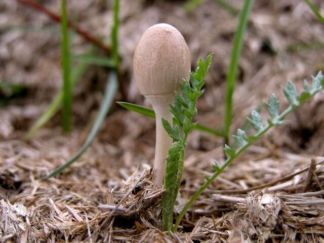 Image of Protostropharia