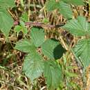 Image of Rubus infestus Weihe ex Boenn.
