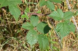 Image of Rubus infestus Weihe ex Boenn.