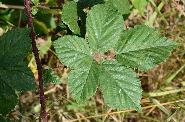 Image of Rubus infestus Weihe ex Boenn.