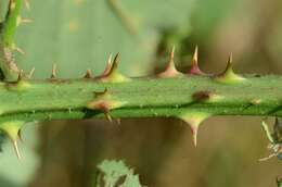 Image of Rubus infestus Weihe ex Boenn.