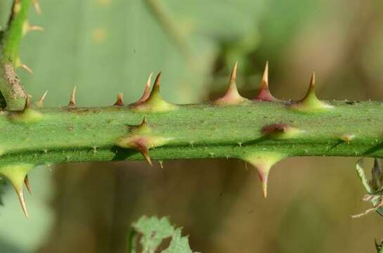 Image of Rubus infestus Weihe ex Boenn.