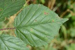 Image of Rubus infestus Weihe ex Boenn.