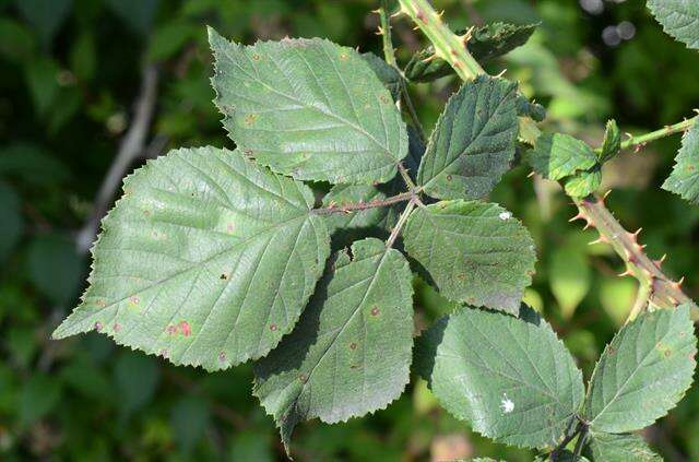 Image of Rubus infestus Weihe ex Boenn.