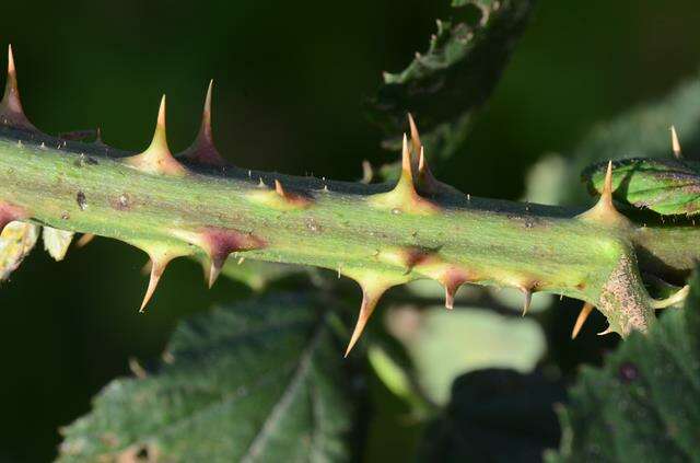 Image of Rubus infestus Weihe ex Boenn.