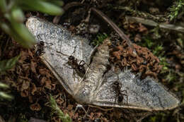 Image of Small black ant