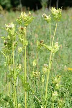 Image of thistle