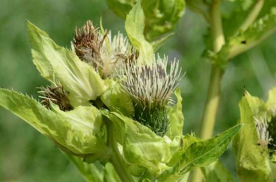 Image of thistle