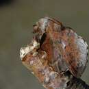 Image of Small Lappet Moth