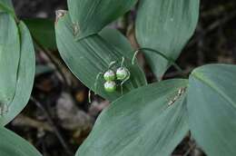 Image of convallaria