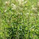 Plancia ëd Filipendula ulmaria (L.) Maxim.