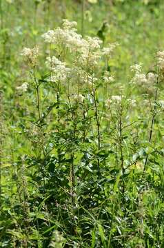 Image de Filipendula