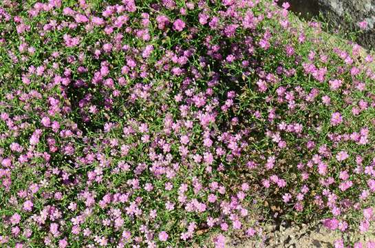 Image of Gypsophila