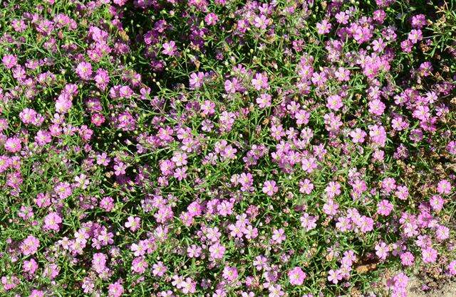 Imagem de Gypsophila