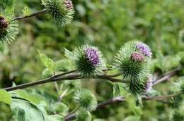 Image of greater burdock