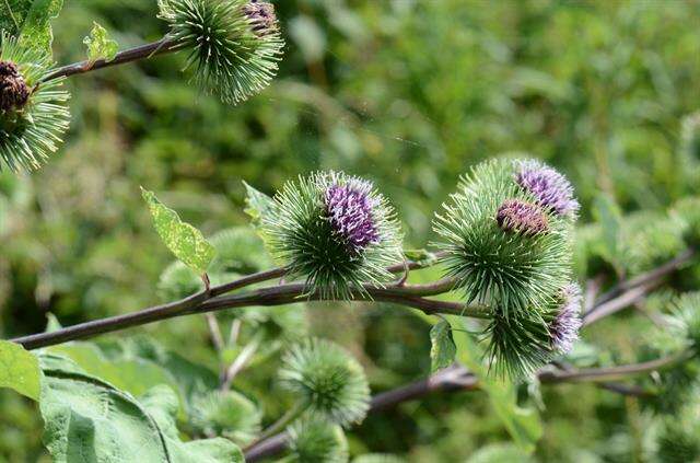 Arctium lappa L. resmi