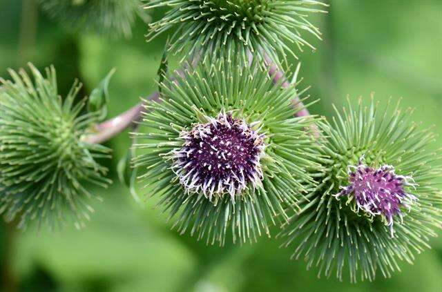 Image of greater burdock