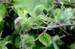 Arctium lappa L. resmi