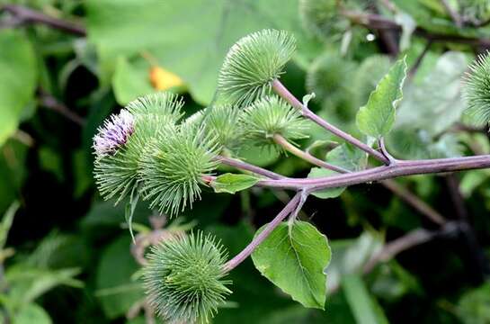 Imagem de Arctium lappa L.