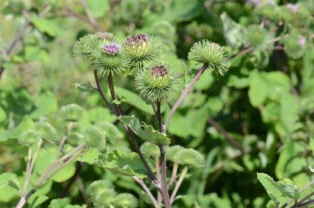 Arctium lappa L. resmi