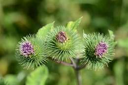 Arctium lappa L. resmi