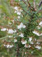 Image of Leucopogon gracilis R. Br.